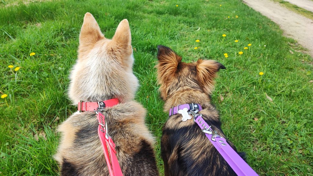 mise en situation de laisses et colliers pour chiens