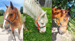 Cheval
