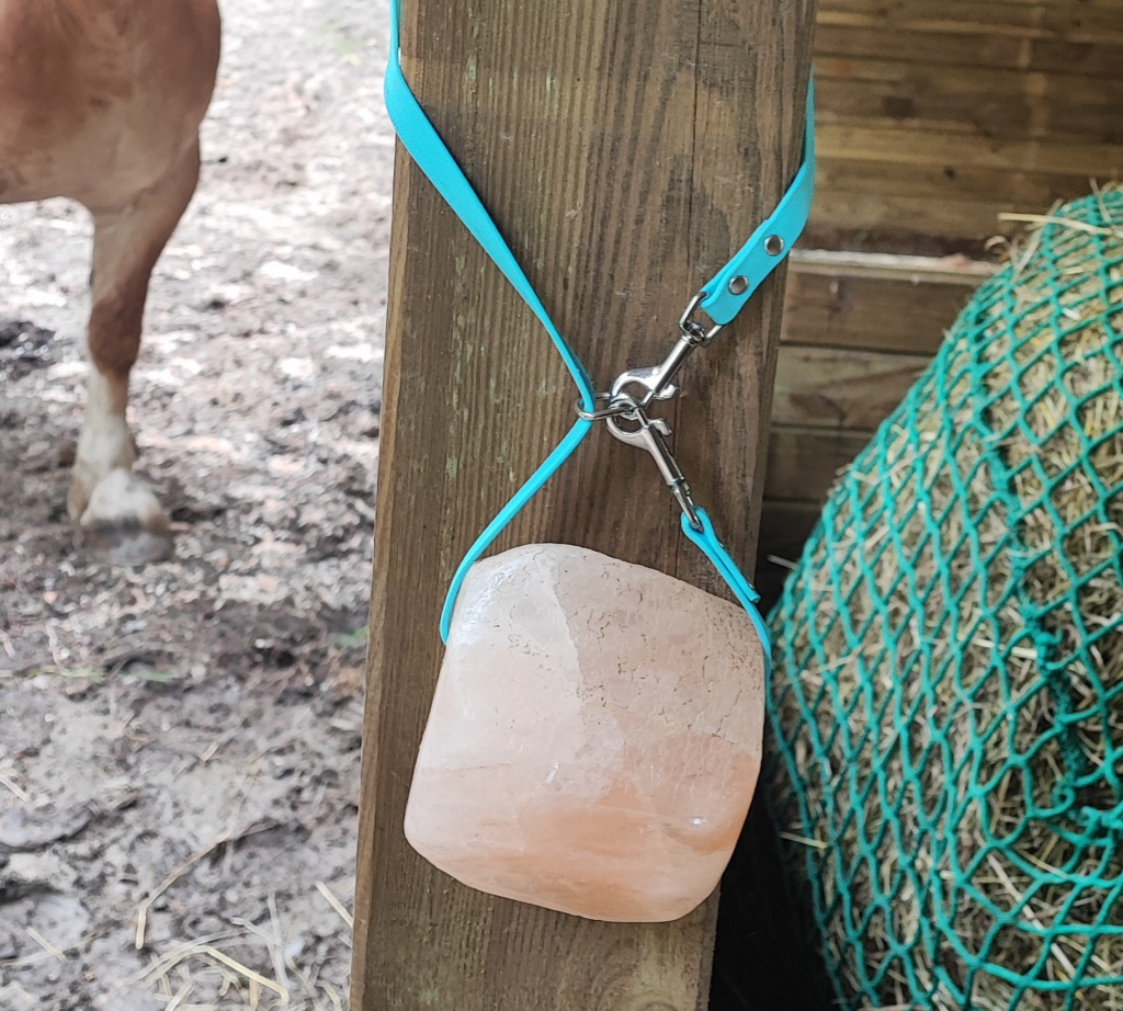 Attache pour pierre de sel en Biothane turquoise, fixée à un poteau, avec un cheval en arrière-plan