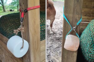 Support de pierre à lécher en Biothane fixé à un poteau en bois dans un abri à chevaux, avec pierre de sel blanc et pierre de sel rose.