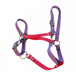Licol lila et rose fluo - taille FS